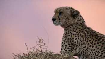 Predadores do Mundo Animal-Guepardo