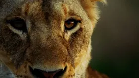 Malika: A Rainha Leoa - Filme grátis no Cinegato