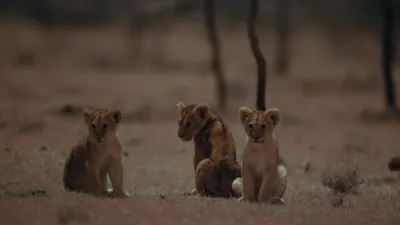 E1.Lion Grasslands