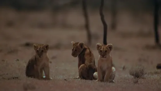 E1.Lion Grasslands