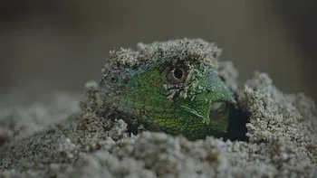 Capítulo 1: A selva não é para qualquer um