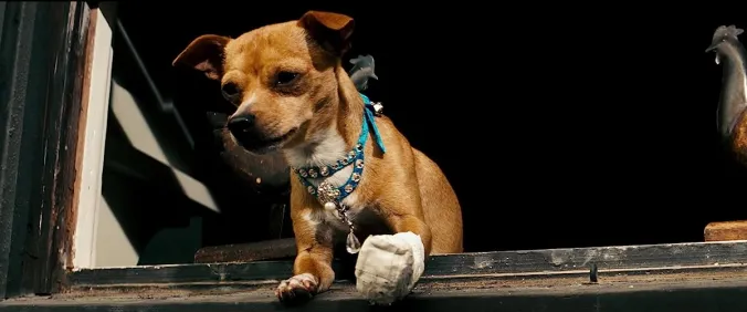 Chester the Chihuahua