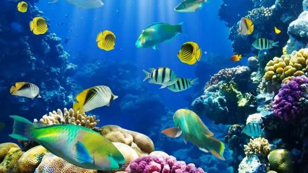 Movie Poster: Fish School 2