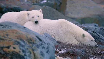 Urso-polar