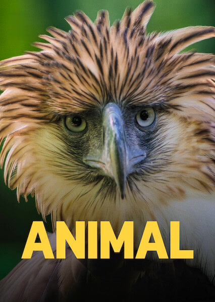 A Beleza Secreta dos Animais assistir online grátis