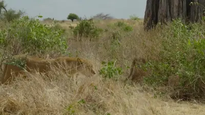 Grandes Animais-E7.