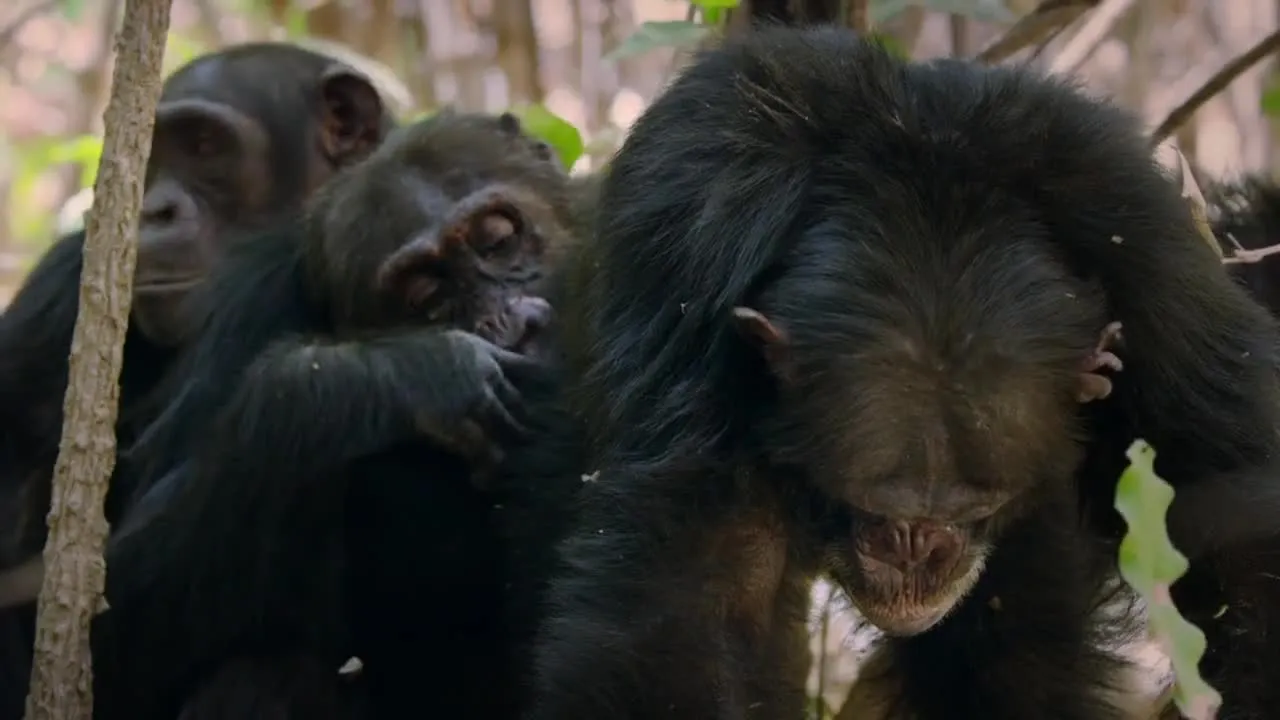 E1.Chimpanzee