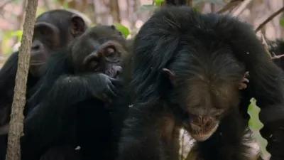 Dynasties-E1.Chimpanzee