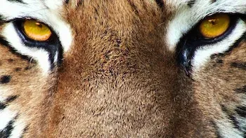 72 Animais Perigosos: Ásia-Finalistas mais temíveis