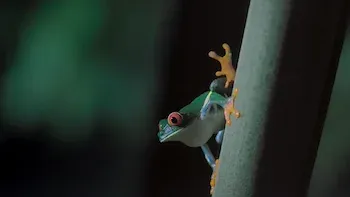 E3.Noites na selva