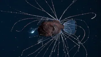 Nosso Planeta-E6.Oceanos além das fronteiras