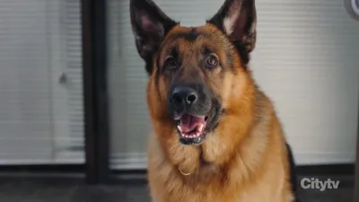 Hudson & Rex-E7.All in the Litter
