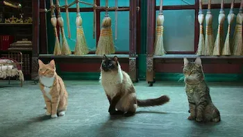 E4.Babás de gato