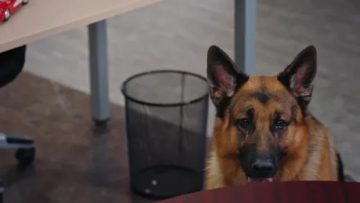 E12.Top Dog