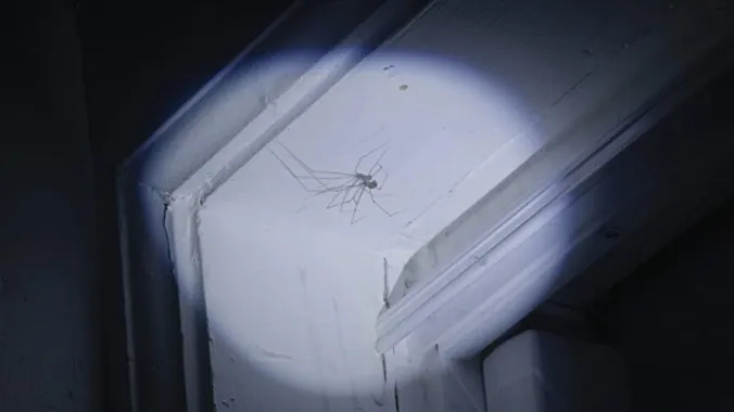 Unnamed Spider