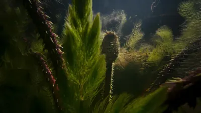 Planeta verde-E2.Water Worlds