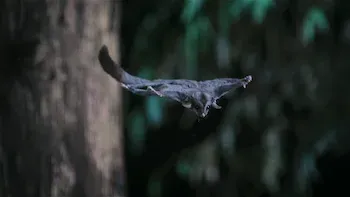A Beleza Secreta dos Animais-E3.Marsupiais