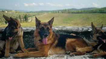 E4.Legado do cachorro