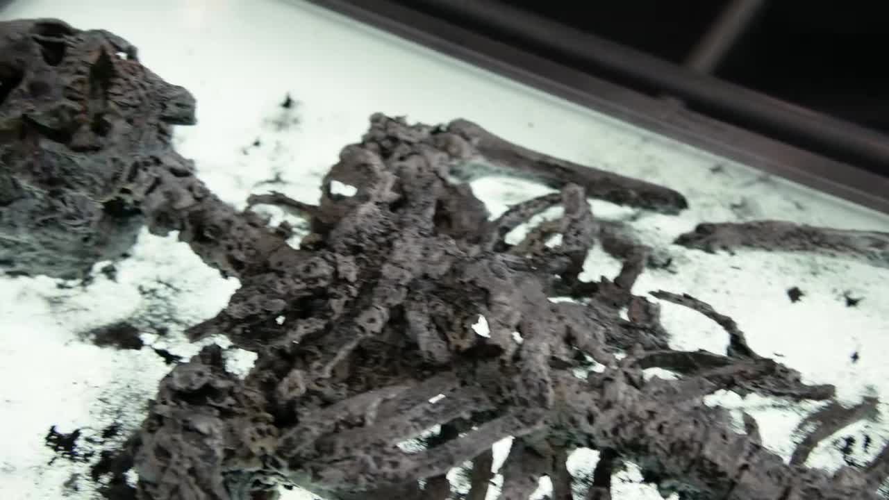 Bones Episódio 1